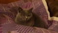 /album/os-nossos-gatos/blue-kiss-jpg/